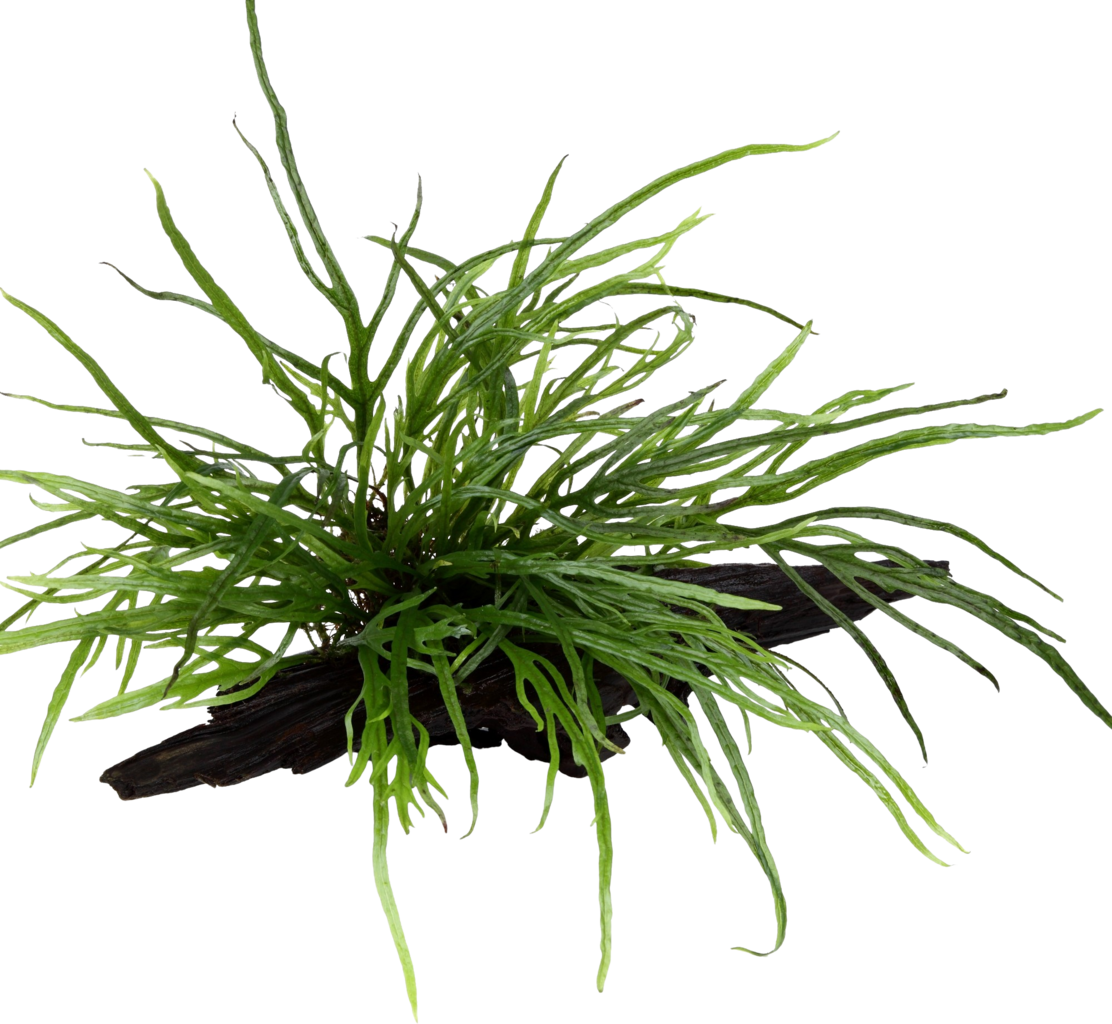 Tropica Microsorum pteropus 'Trident' sur racine