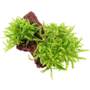 Tropica Pogostemon Helferi en Piedra de Lava - 1 ud.