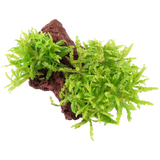 Tropica Pogostemon helferi sur Pierre de Lave