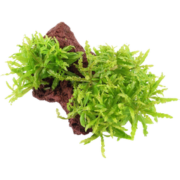 Tropica Pogostemon Helferi en Piedra de Lava - 1 ud.