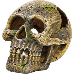 Eden Skull