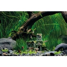 Eden Antikruine mini