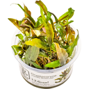 Tropica Cryptocoryne undulata 'Broad Leaf' CUP - 1 pz.