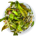 Tropica Cryptocoryne undulata 'Broad Leaf' CUP - 1 pz.