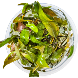 Tropica Cryptocoryne undulata 'Broad Leaf' CUP - 1 pz.