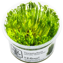 Tropica Taxiphyllum alternans 'Taiwan Moss' CUP - 1 pz.