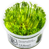 Tropica Taxiphyllum alternans 'Taiwan Moss' CUP