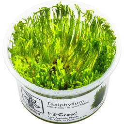 Tropica Taxiphyllum alternans 'Taiwan Moss' CUP - 1 pz.