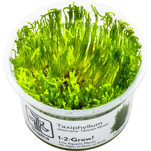 Tropica Taxiphyllum alternans 'Taiwan Moss' CUP - 1 Stk