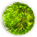 Tropica Taxiphyllum alternans 'Taiwan Moss' CUP - 1 pz.
