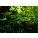 Tropica Taxiphyllum alternans 'Taiwan Moss' CUP - 1 pz.