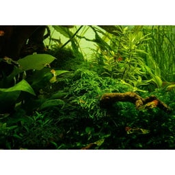 Tropica Taxiphyllum alternans 'Taiwan Moss' CUP - 1 pz.