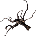 Olibetta Black Root - L