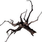 Olibetta Black Root
