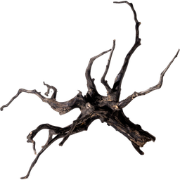 Olibetta Black Root - L