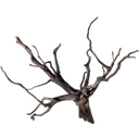 Olibetta Black Root - L