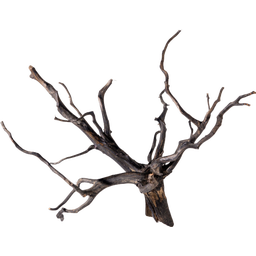 Olibetta Black Root - L
