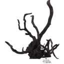 Olibetta Black Moor Root - L