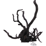 Olibetta Schwarze Moorwurzel