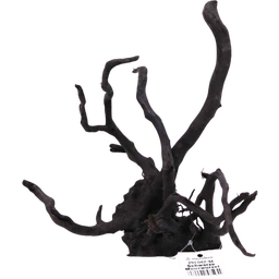 Olibetta Black Moor Root - L