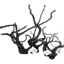 Olibetta Black Moor Root - L