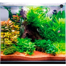 Dupla Scaping Cube - 10