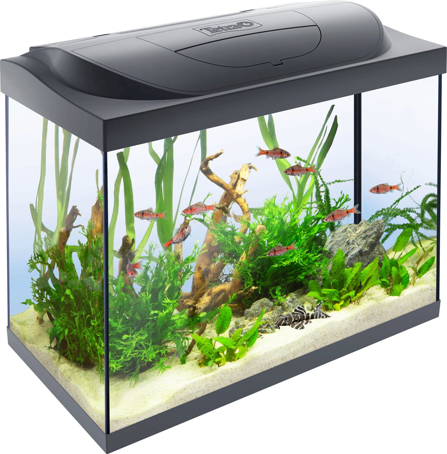 Tetra Starter Line 80 L Aquarium Komplett-Set - schwarz