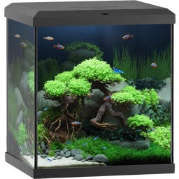 Juwel Vio Cube 54 schwarz Aquarium