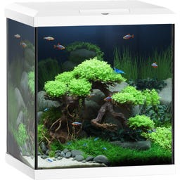 Juwel Vio Cube 54 weiß Aquarium