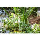 HEISSNER Uferbepflanzungsmatte 50 x 1 m / 50 m² - 1 Stk