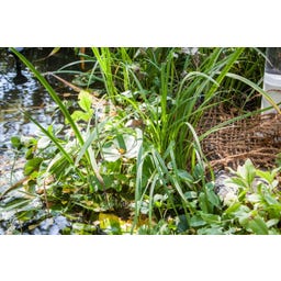 HEISSNER Uferbepflanzungsmatte 50 x 1 m / 50 m² - 1 Stk