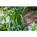 HEISSNER Uferbepflanzungsmatte 50 x 1 m / 50 m² - 1 Stk