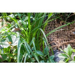 HEISSNER Uferbepflanzungsmatte 50 x 1 m / 50 m² - 1 Stk