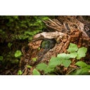 HEISSNER WiFi-Kamera Smart Garden Cam - 1 Stk