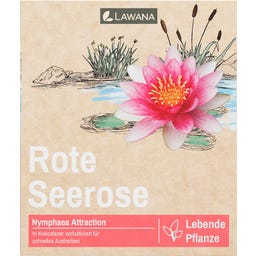 LAWANA Nymphaea Natura Coco 