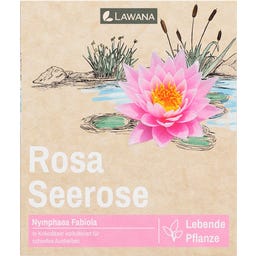 LAWANA Nymphaea Natura Coco 