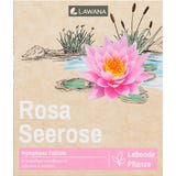 LAWANA Nymphaea Natura Coco "Fabiola"