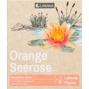 Nymphaea Natura Coco 