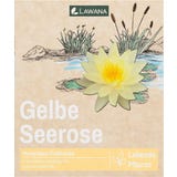 LAWANA Nymphaea Natura Coco "Sulphurea"
