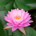 LAWANA Nymphaea Natura Coco 