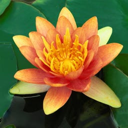 Lawana Nymphaea Natura Coco 