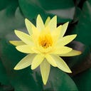 Lawana Nymphaea Natura Coco 