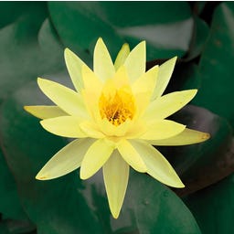 Lawana Nymphaea Natura Coco 