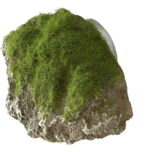 Europet Stone with Moss - XS