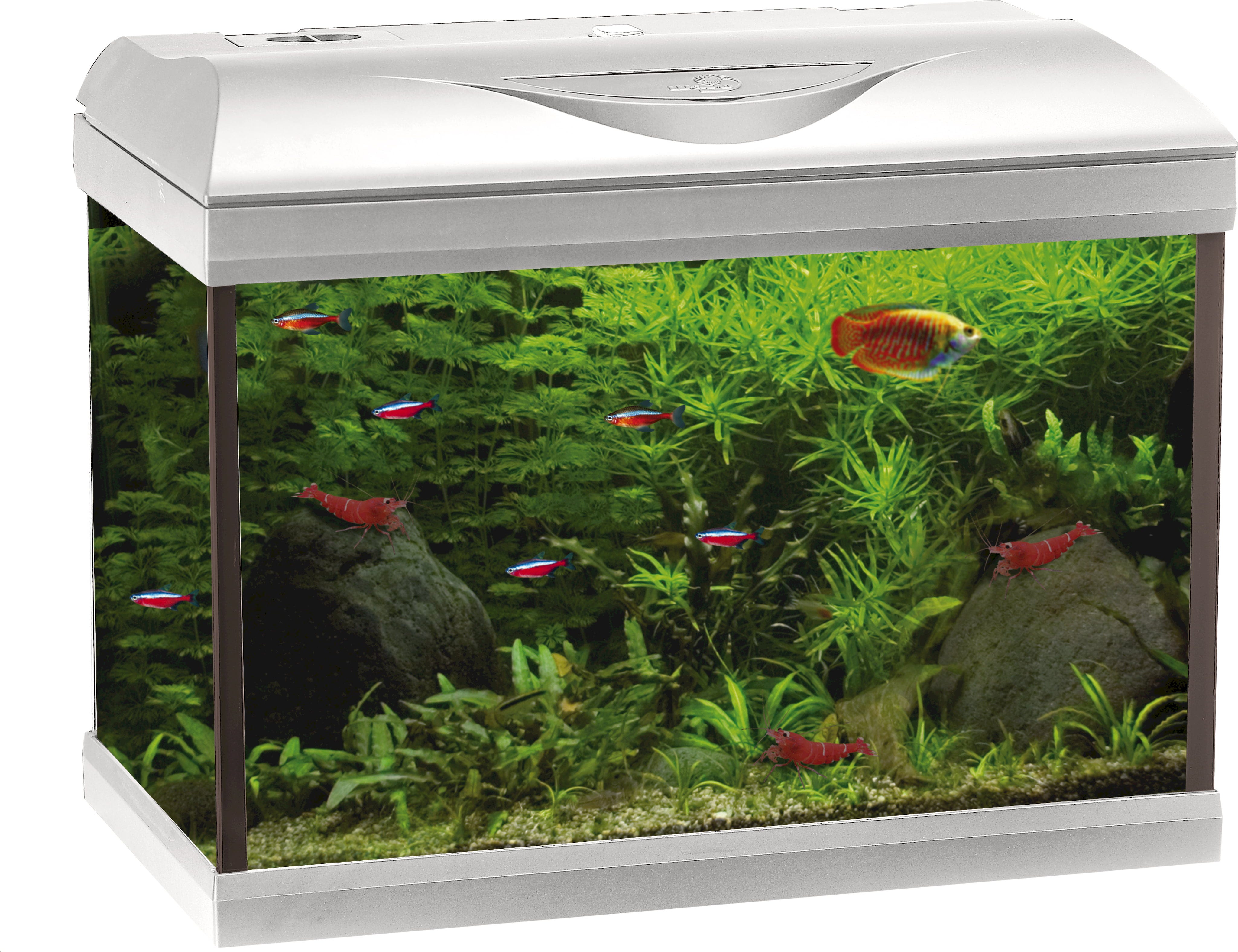 Amtra BASIC LED Aquarium weiß - 60