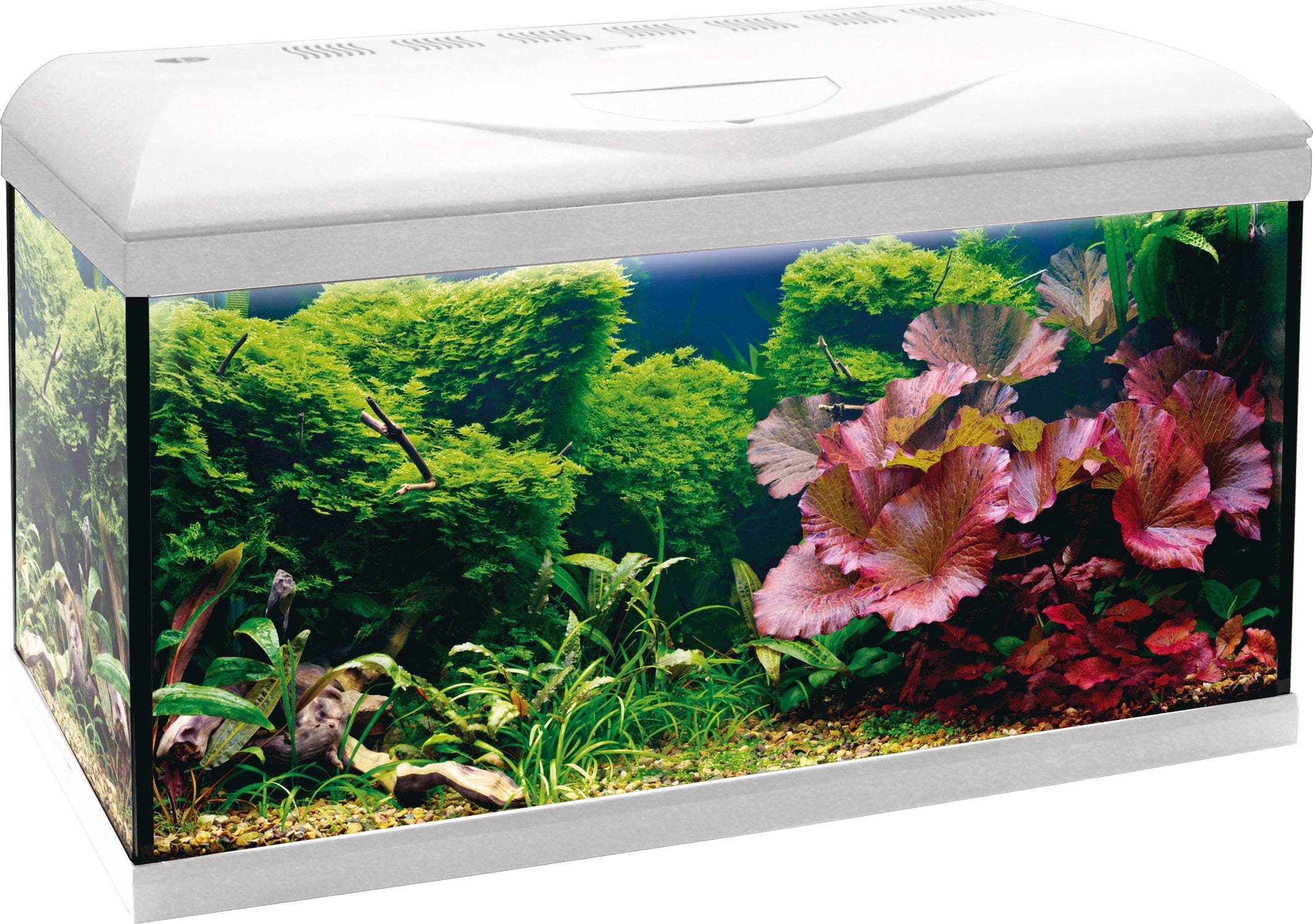 Amtra BASIC LED Aquarium weiß - 80
