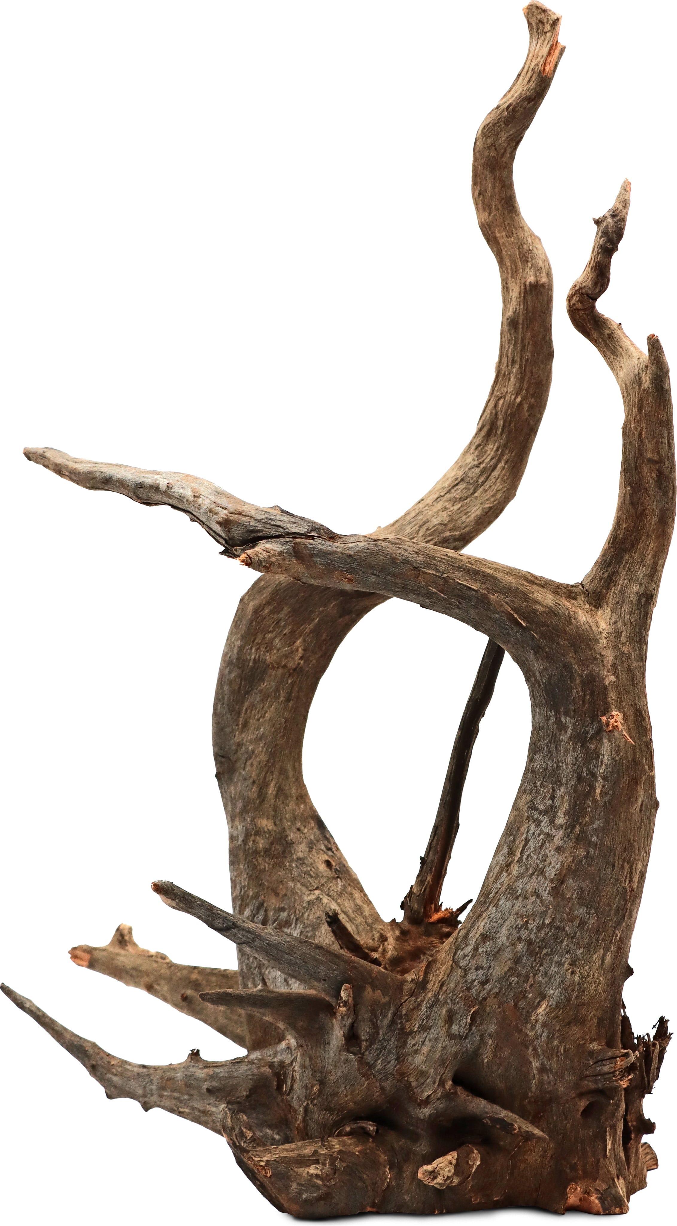 Amtra Thai Orchid Holz - L