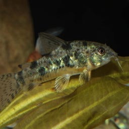 JBL PRONOVO CORYDORAS TAB M - 100 ml