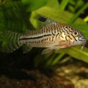 JBL PRONOVO CORYDORAS TAB M - 100 ml