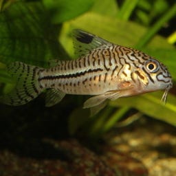 JBL PRONOVO CORYDORAS TAB M - 100 ml